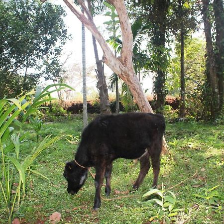 Dudhsagar Plantation Villa Cormonem Buitenkant foto