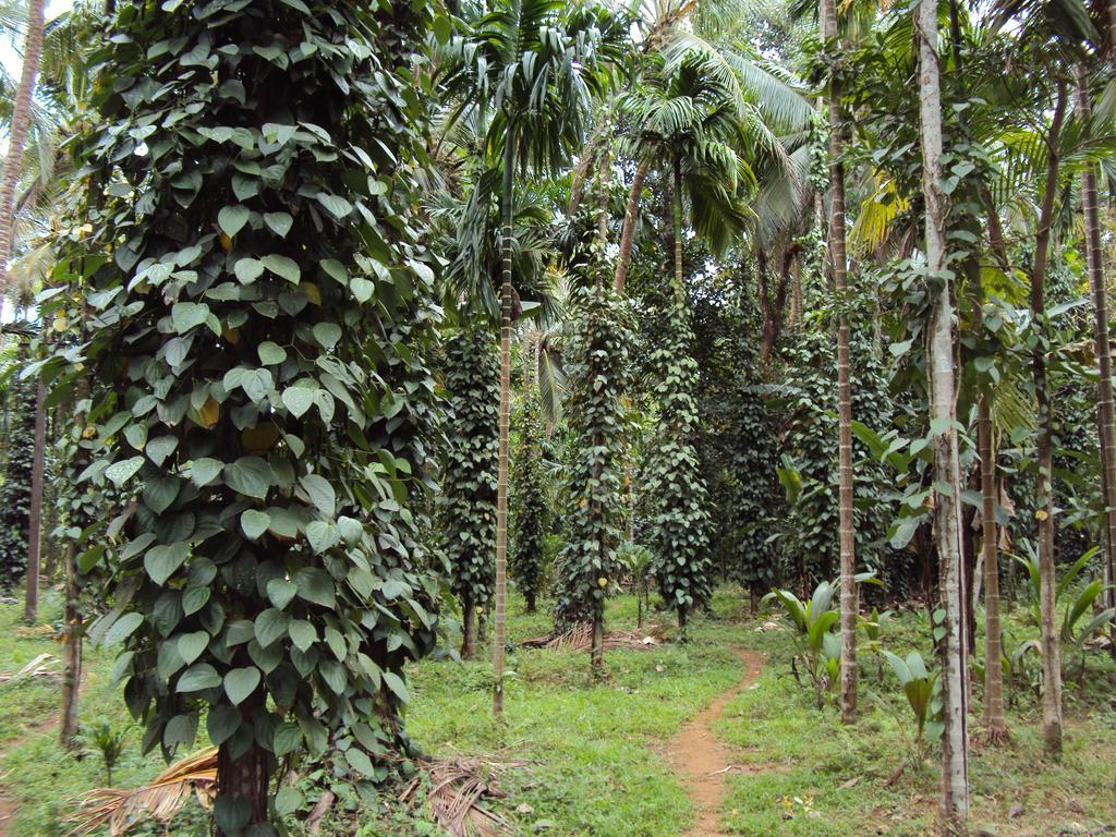 Dudhsagar Plantation Villa Cormonem Buitenkant foto